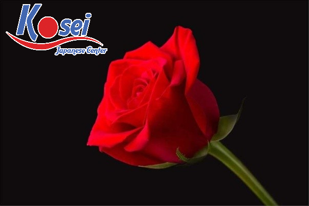 Ý nghĩa về số lượng cành hồng 